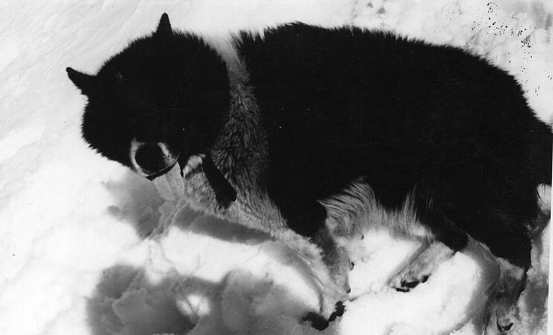 Black and white photo of the Argentina Polar Dog sitting in the snow.