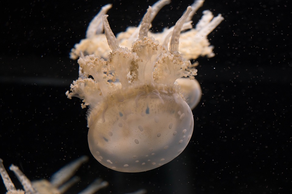 The Upside-Down Jellyfish swimming upside down
