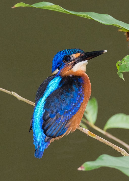 A bright Kingfisher staring off to the right while resting on a stick