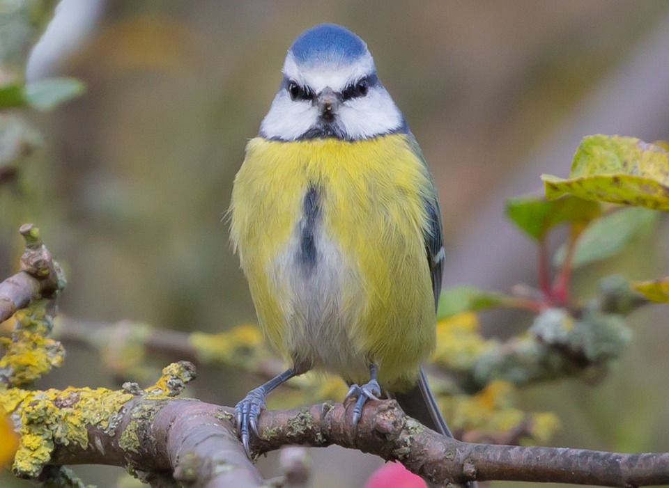 A puffed up Eurasian Blue tit looking straight at the camera